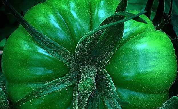 "הכל כבר כאן"