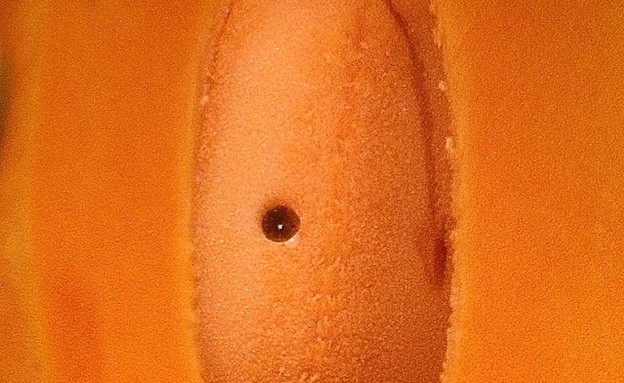 "הכל כבר כאן"