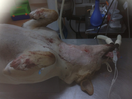 הכלב הפצוע הועבר לקבלת טיפול רפואי (צילום: דובר המשטרה)