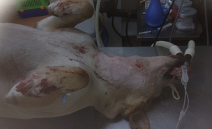 הכלב הפצוע הועבר לקבלת טיפול רפואי (צילום: דובר המשטרה)
