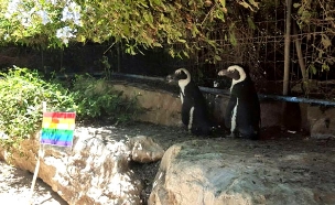 מצעד הגאווה של הפינגוויניות בספארי, היום