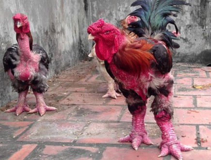רגלי תרנגולים (צילום: Vietnamnet)