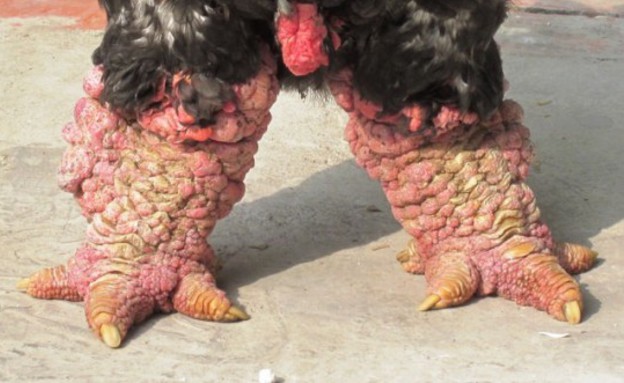 רגלי תרנגולים (צילום: Vietnamnet)
