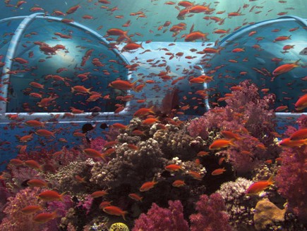 מלון מתחת למים, שונית, Poseidon Underwater Resort  Fiji  (צילום: Poseidon Underwater Resort  Fiji)