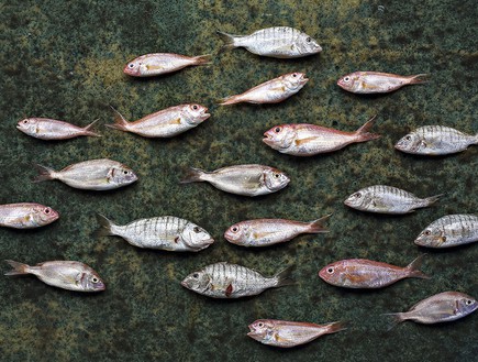 משיה דגים (צילום: דן פרץ,  יחסי ציבור )