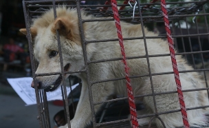 פסטיבל אכילת כלבים ביולין, סין, 2015 (צילום: AP)