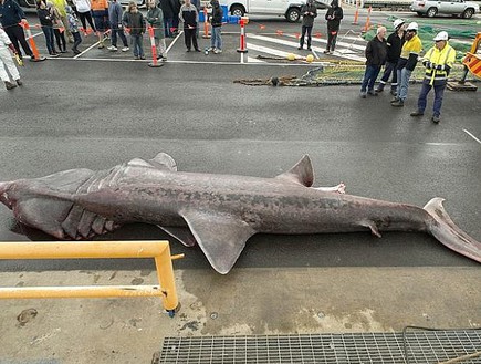 כריש ענק (צילום: מוזיאון מלבורן / ג'יימס אוון)