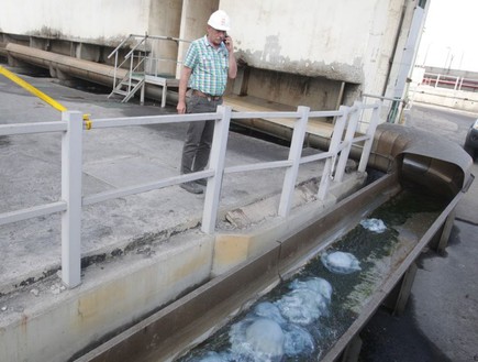 מדוזות בתחנת הכוח באשקלון 1