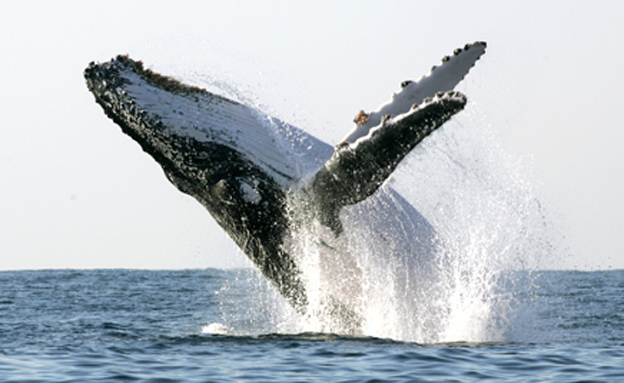 חופשי וטוב לו. לוויתן "גדול סנפיר" (צילום: רויטרס)