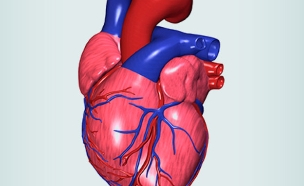 לב (צילום: אימג'בנק / Thinkstock)