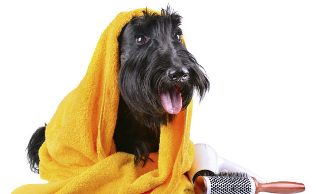  כלב עם מגבת (צילום: thinkstock)