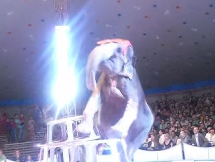 פיל נפל (צילום: יוטיוב)