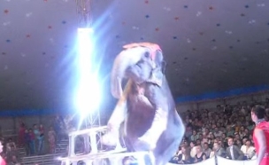 פיל נפל (צילום: יוטיוב)