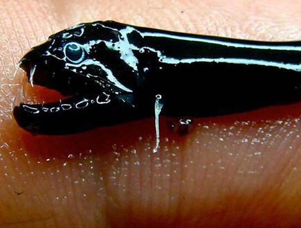 דג קטן שחור (צילום: CSIRO News)