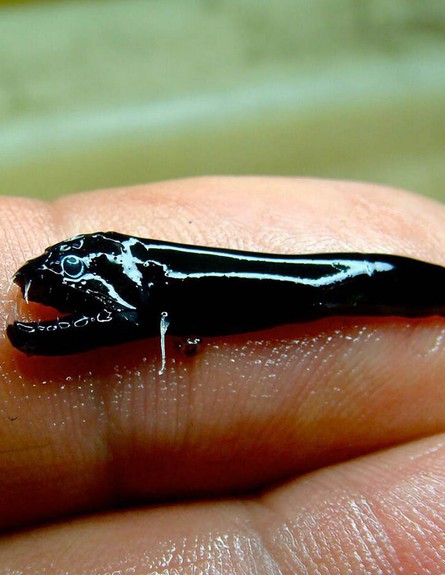 דג קטן שחור (צילום: CSIRO News)