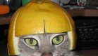 חתול חובש תפוז (צילום: צילום מסך מתוך knowyourmeme.com)