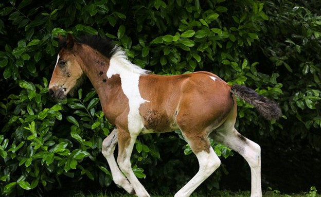 סוס על סוס (צילום: rossparry.co.uk)