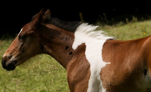 סוס על סוס (צילום: rossparry.co.uk)