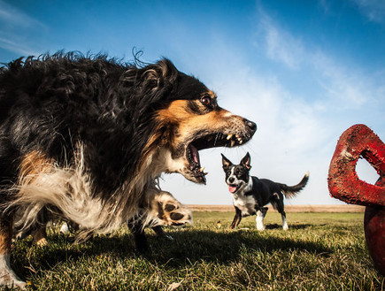 כלבים ענקיים (צילום:  boredpanda.com)