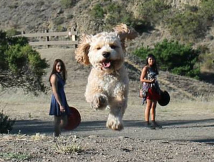 כלבים ענקיים (צילום:  boredpanda.com)