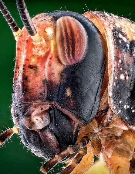 חרקים מפחידים מקרוב (צילום: Caters News Agency)