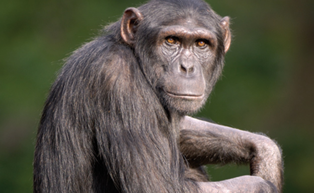 ליקי השימפנזה (צילום: ספארי רמת גן)