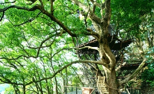 בית עץ יפן (צילום: global.hoshinoresort)