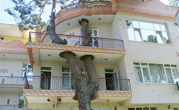 העצים היו קודם, בית מגורים (צילום: www.reddit.com)