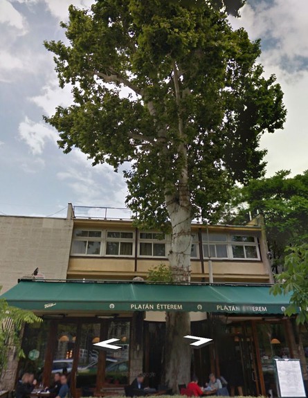 העצים היו קודם, ג, מסעדת פליין בבודפשט (צילום: boardpanda)
