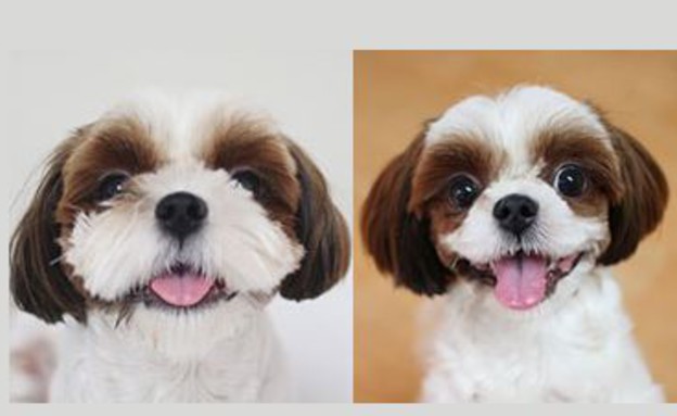 ניתוחים בכלבים (צילום: Chosun)