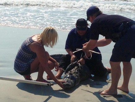 תנין (צילום: Pawleys Island PD )