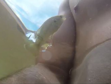 דג נושך פטמה (צילום: יוטיוב)