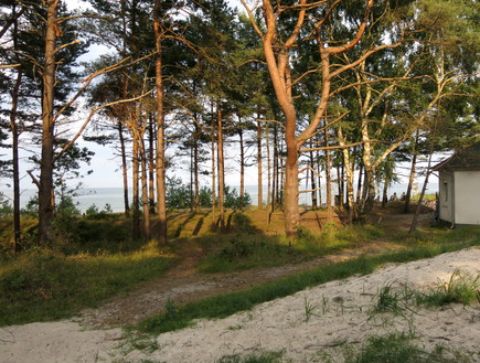 אתר הנופש בפרורה - העצים בין הים למתחם (צילום: לירון מילשטיין)