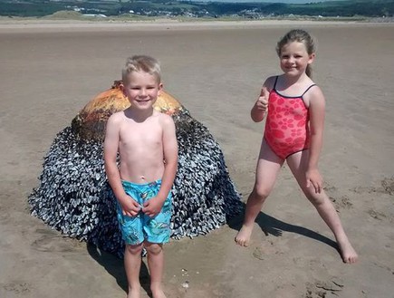 גילוי מצמרר בחוף (צילום: Wales News Service)