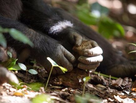 שימפנזה משתמשת באבן (צילום: NPL)