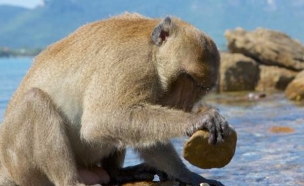 שימפנזה משתמשת באבן (צילום: NPL)