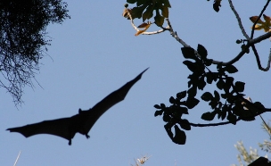 עטלפים בבית גוברין (צילום: אסף צוער)