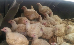 עשרות תרנגולות בתוך הרכב (צילום: חטיבת דובר המשטרה)
