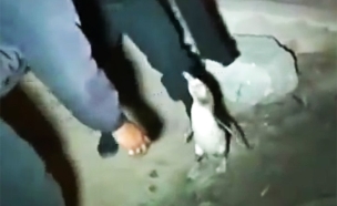 פינגווין נעצר (צילום: יוטיוב)