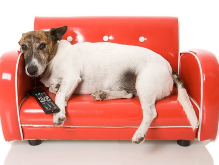 כלב טלוויזיה