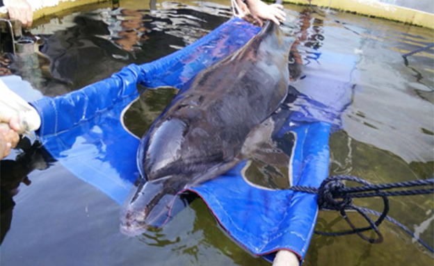 דולפין שניצל בחופי עכו (צילום: ד"ר עוז גופמן מחמל"י)