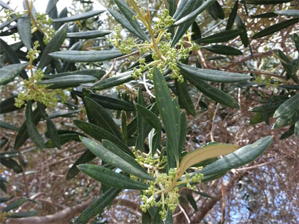 פריחת עץ הזית - אלרגיה ישראלית (צילום: חדשות 2, אלעד זוהר)