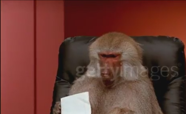 קופים במשרד