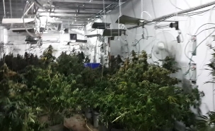 מעבדת מריחואנה באשדוד (צילום: דוברות המשטרה)