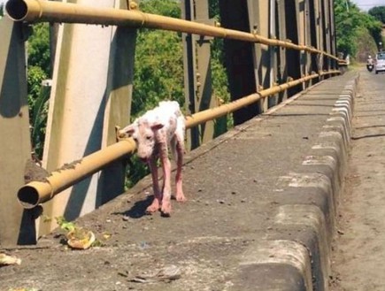 כלב משתקם (צילום: RESCUED DOG)