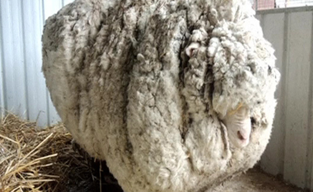 הכירו: הכבש השעיר בעולם (צילום: רויטרס)