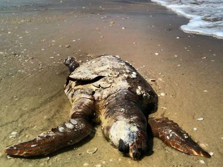 רק לפני מספר ימים אותרו בחוף צבי ים מתים (צילום: משה קוסטי)