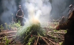 שריפת שדה מריחואנה בפנמה (צילום: חדשות 2)