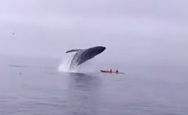 לווייתן הופך קיאק (צילום: יוטיוב)