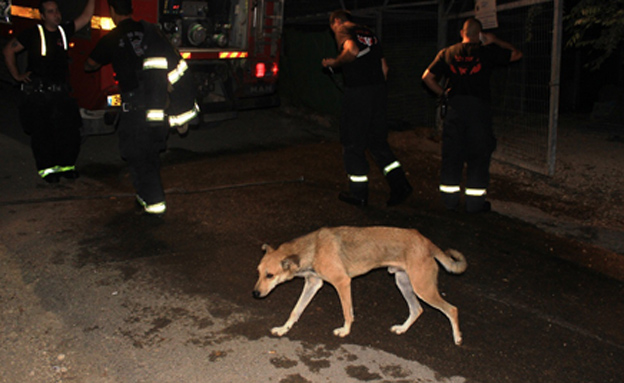 השריפה בכלבייה בסכנין (צילום: בשיר אמין)